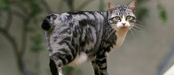 Healthy and sturdy, it was this cat which inspired not only the famous. Japanese Bobtail Cat Breed Information Characteristics And Facts