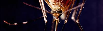 West nile fever is an infection by the west nile virus, which is typically spread by mosquitoes. West Nile Virus Regional Medical Laboratory