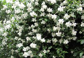We make a small commission if you buy the products from these links (at no extra cost to you). 9 Deer Resistant Flowering Shrubs To Plant This Fall