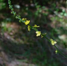 Image result for Agrimonia