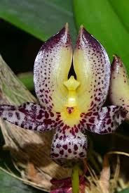 Image result for Bulbophyllum prorepens