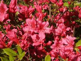 Rhododendron Obtusum Labe Azaleas Rhododendron Evergreen