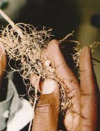 Image result for Millettia eetveldeana