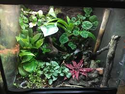 Mourning Gecko Vivarium Vivarium