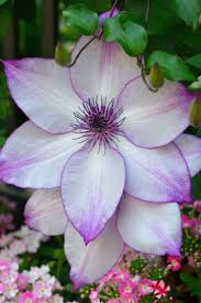 Many of the flowers have the flowers measure 8 to 39 inches in diameter. 60 Best Types Of Flowers Pretty Pictures Of Garden Flowers