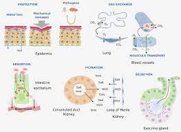 By contrast, a true epithelial tissue is present only in a single layer of cells held together via occluding junctions called tight junctions, to create a selectively permeable barrier. Animal Tissues Epithelial Tissue Atlas Of Plant And Animal Histology