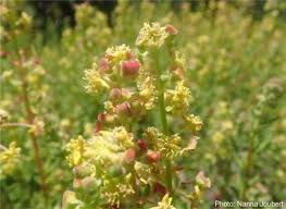 Image result for Tetragonia spicata