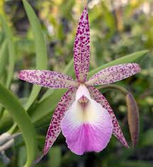 Image result for Nelsia quadrangula