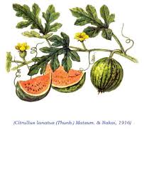 Image result for Citrullus lanatus