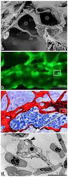 Ông putin có vẻ chọn phe của kẻ mạnh như cách hợp thức hóa việc sáp nhập crimea năm 2014. Consensus Guidelines For The Use And Interpretation Of Angiogenesis Assays Abstract Europe Pmc