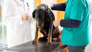 You've just been informed that your beloved dog has cancer. Pmnibbendqtbym