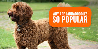 Australian heritage labradoodles are priceless! Why Are Labradoodles So Popular Top Reasons W Faq