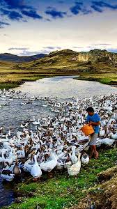 Kars Turkey Natureza Paisagens Da Natureza Passaros