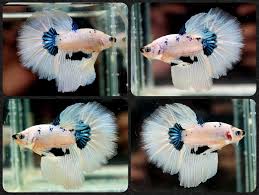 Betta Fish Betta Fish Ideas Bettafish Fishbetta Live Betta Fish Juvenile Metallic Bluewhitedalmatian Rthm Rosetail Halfmoon Male Betta Fish Betta Fish