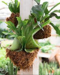 Place the staghorn fern in the bottom of the lined basket. Staghorn Ferns Liven Up Any Space With Their Antler Like Fronds Shop These Ferns Wall Mounted Or In Hanging Baskets A Staghorn Fern Container Plants Plants