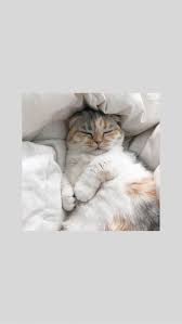 Jun 03, 2021 · pada kaus tersebut, terdapat gambar kucing yang lucu. Wallpaper Iphone Gambar Kucing Aesthetic Pinterest Novocom Top