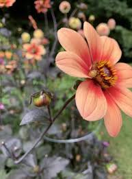 Image result for Dahlia sp. (cultivar)