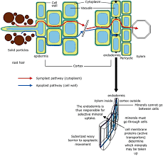 Peripheral membranes allow many molecules to be carried around. Plant Water Relations Springerlink