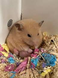 Are my Syrian hamster's balls normal...? They're so huge that I am very  concerned. He also seems to have some black spots on them, and are they  supposed to be so pointy? :