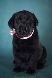 Black Labrador Puppy Labradorretriever Labrador Retriever Facts Labrador Retriever Labrador Puppy
