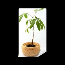 Image result for pachira obrázek