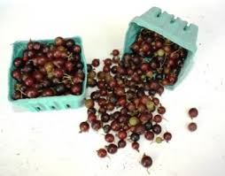 Image result for jostaberry