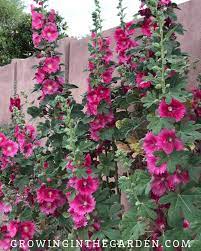 Check spelling or type a new query. How To Grow Hollyhocks Hollyhock Growing Guide Growing In The Garden