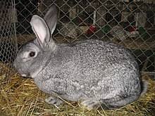 I'm very definitely a woman and i enjoy it. Lapin Domestique Wikipedia