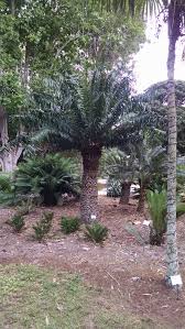 Image result for Encephalartos gratus