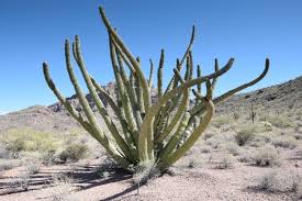 There are lots of other types of cactus fruits that are consumed in different parts of the world, but please help improve this article if you can. Organ Pipe Cactus National Monument The Adventures Of Trail Hitch