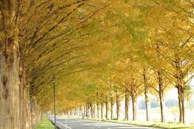 メタセコイア並木の紅葉 滋賀県 紅葉名所2020 ウォーカープラス