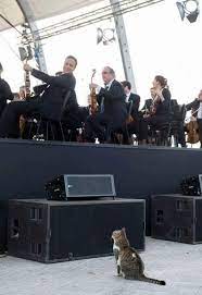 I Love Symphonic Music Especially Rossini Look Very Funny Duet For Two Cats Gioachino Rossini Cute Cats Cats Cute Animals
