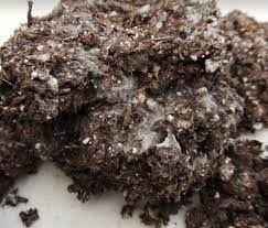 Is mold in plant soil harmful? Is Mold In Your Soil Good Or Bad Pittmoss