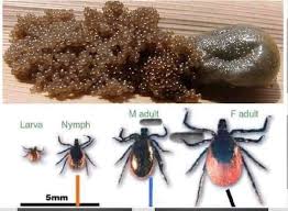 What are tick eggs and how to get rid of them?