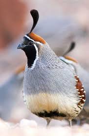 We did not find results for: Gambel S Quail Birds Colorful Birds Nature Birds