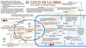 Tetrapodos Ahora Es El Ciclo De La Urea Este Ciclo Ocurre En El Higado Y Tiene Por Finalidad Convertir El Amoniaco Proveniente Biology Bio Bullet Journal