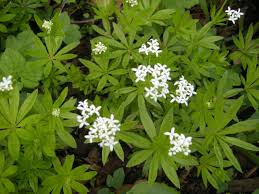 Image result for Galium simense