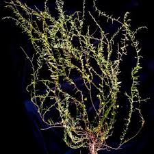 Image result for Xenostegia alatipes