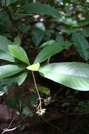 Image result for Psychotria linearisepala