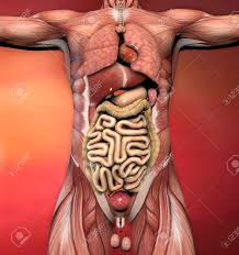But there are less dramatic differences in the anatomy and physiology of many other organs of the body. Male Human Anatomy Body Muscles And Organs Stock Photo Picture And Royalty Free Image Image 41162500