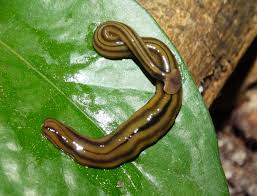 A worm farm can turn your organic waste into rich fertiliser to feed your garden. Shovel Headed Garden Worm The Australian Museum
