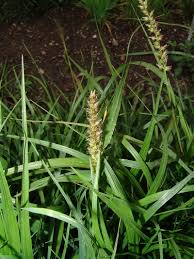 Image result for Cenchrus unisetus