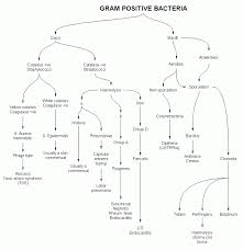 Bacillus Flowchart Gram Positive Rod Identification