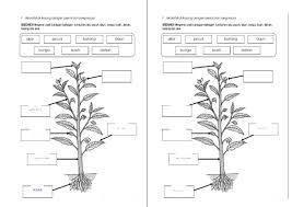 Kuiz tumbuhan sains tahun 1draft. Lembaran Kerja Bahagian Tumbuhan