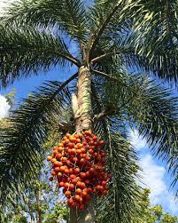Batang pokok ini dibaluti upih pelepah daun berwarna merah yang mempunyai silara yang. Pinang Palm Pokok Pinang Merah Penarak Nature Centre Facebook