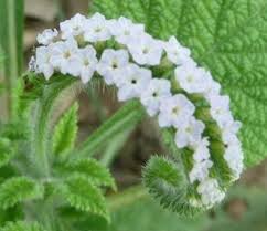 Image result for Heliotropium indicum