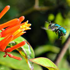 These bees rely on flowers for survival; Euglossa Dilemma Wikipedia