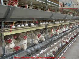Commercial Poultry House Pictures Nigeria Control Poultry Farm Design Chicken Cages Poultry Farm Design Poultry Farm