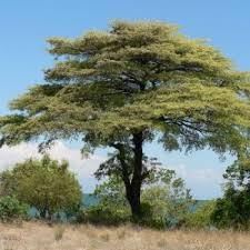 Image result for Terminalia sericea