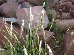 Image result for Enneapogon scoparius